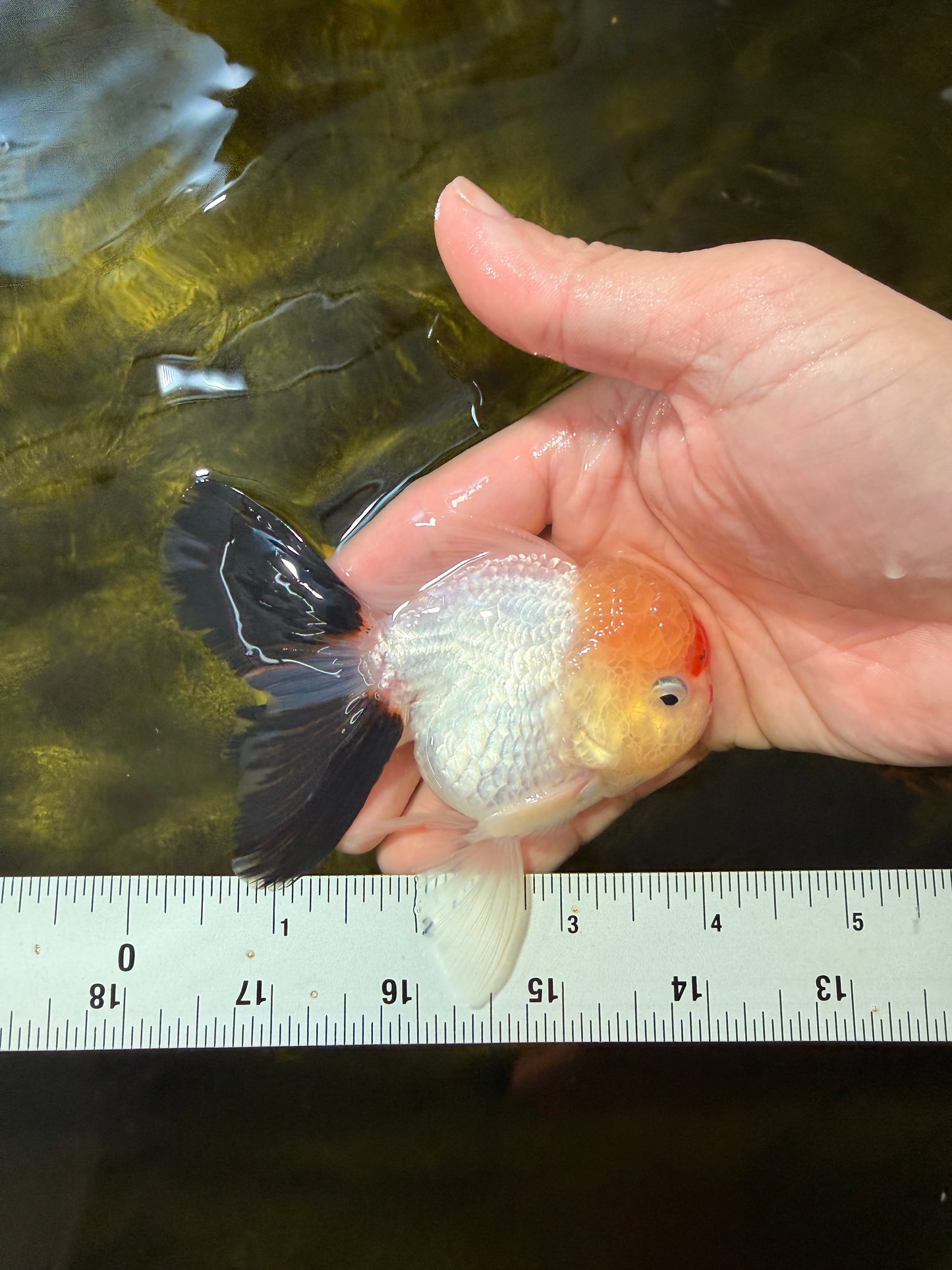 [SINGLE] Tricolor Oranda Male 4 inches #040326SO_07