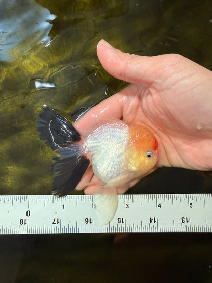 [SINGLE] Tricolor Oranda Male 4 inches #040326SO_07