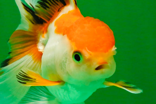 [SINGLE] Tricolor Oranda Male 4-4.5 inches #111425SO_01