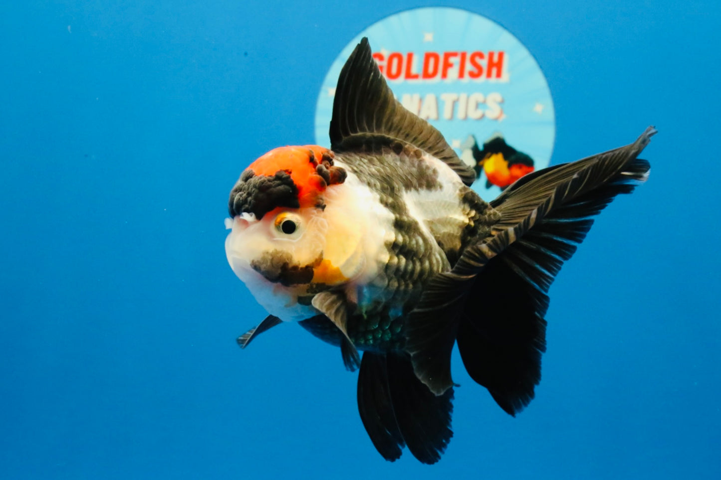 [SINGLE] Tricolor Oranda Female 4-4.5 inches #031326SO_01