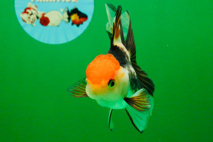 [SINGLE] Tricolor Oranda Male 4-4.5 inches #111425SO_02