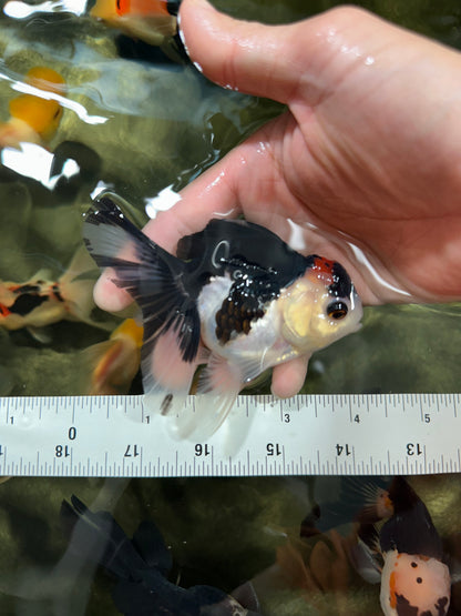 [COUPLE] Red Head Male & Tricolor Button Eyes Female Oranda 4 inches #052325CO_07
