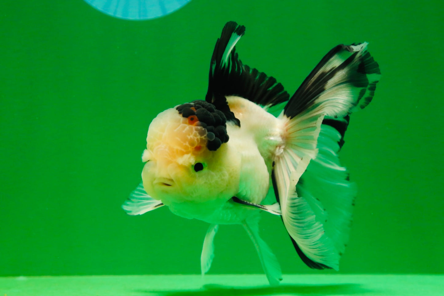 [SINGLE] Tricolor Male Oranda 5 inches #080125SO_12