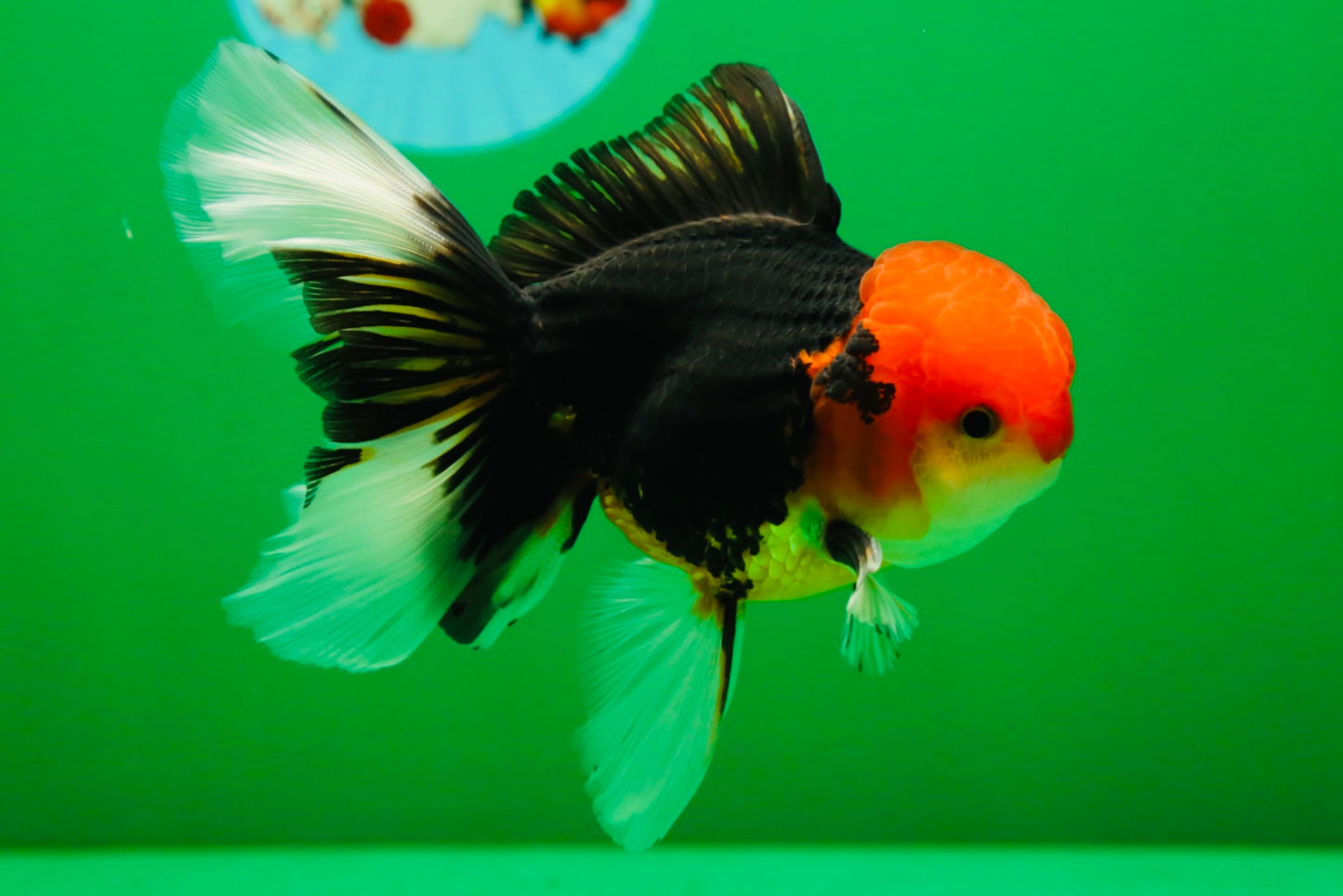 [SINGLE] Tricolor Oranda Male 4.5-5 inches #082225SO_02