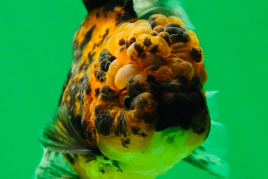 [SINGLE] Tiger Male Oranda 4.5 inches #101025SO_12