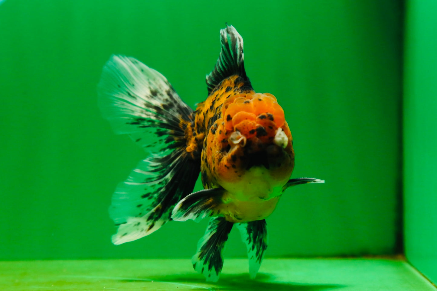 [SINGLE] Tiger Oranda Male 4.5-5 inches #080825SO_08