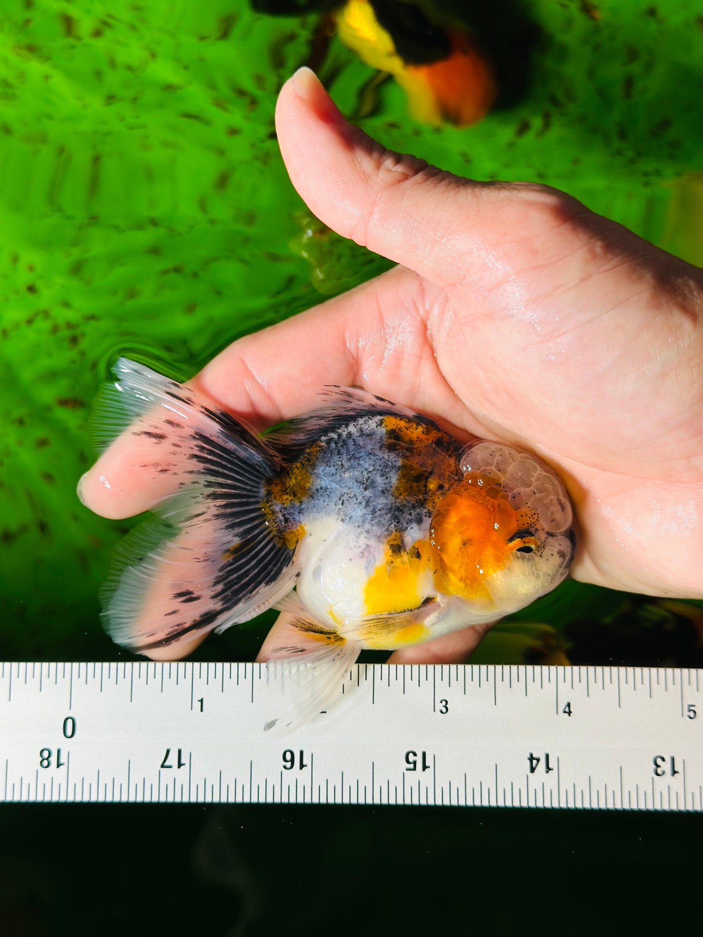 [SINGLE] Calico Oranda Male size 4 inches #112224SO_03