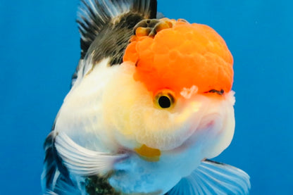 [SINGLE] Tricolor Oranda Female 4-4.5 inches #041026SO_01