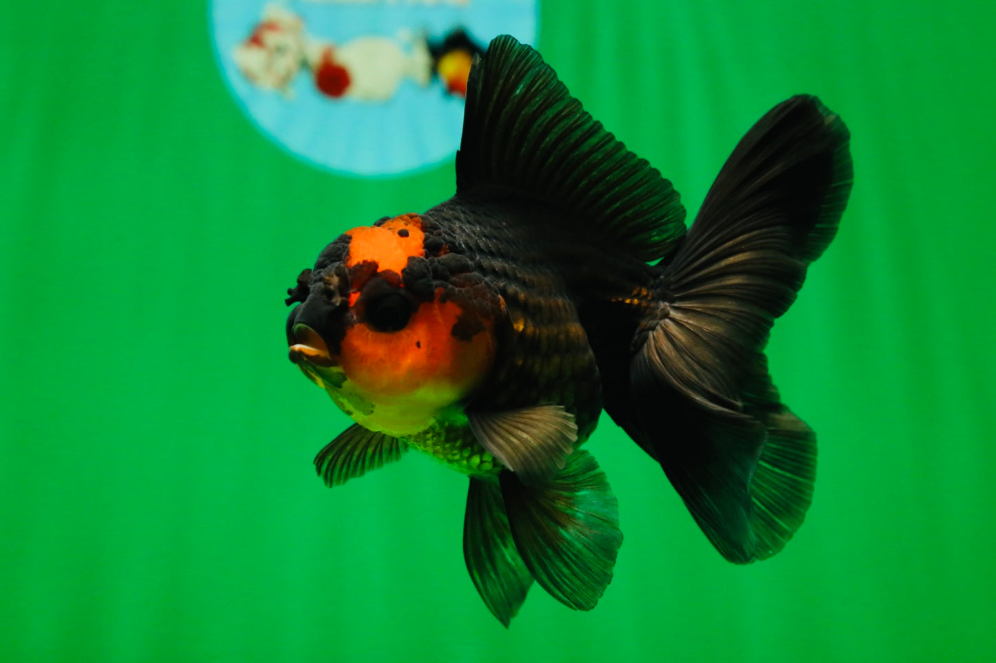 [SINGLE] Apache Oranda Female 4.5 inches #081525SO_07
