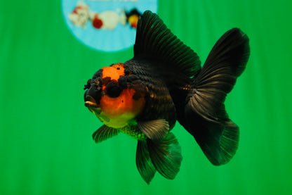 [SINGLE] Apache Oranda Female 4.5 inches #081525SO_07