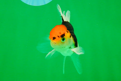 [SINGLE] Tricolor Oranda Female 4-4.5 inches #111425SO_04