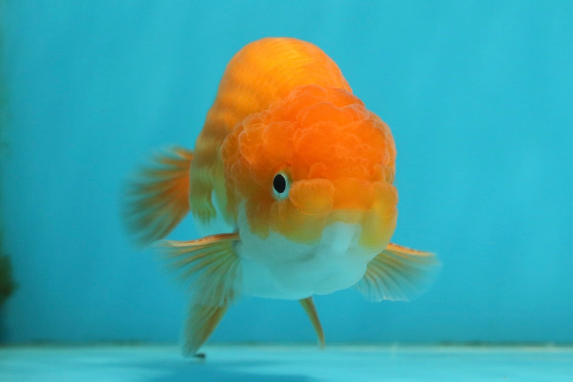 [SINGLE] Orange White Lionchu Male  4.5 inches #112924SL_01