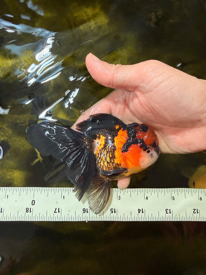 [SINGLE] Tricolor Oranda Male 4.5 inches #040326SO_09