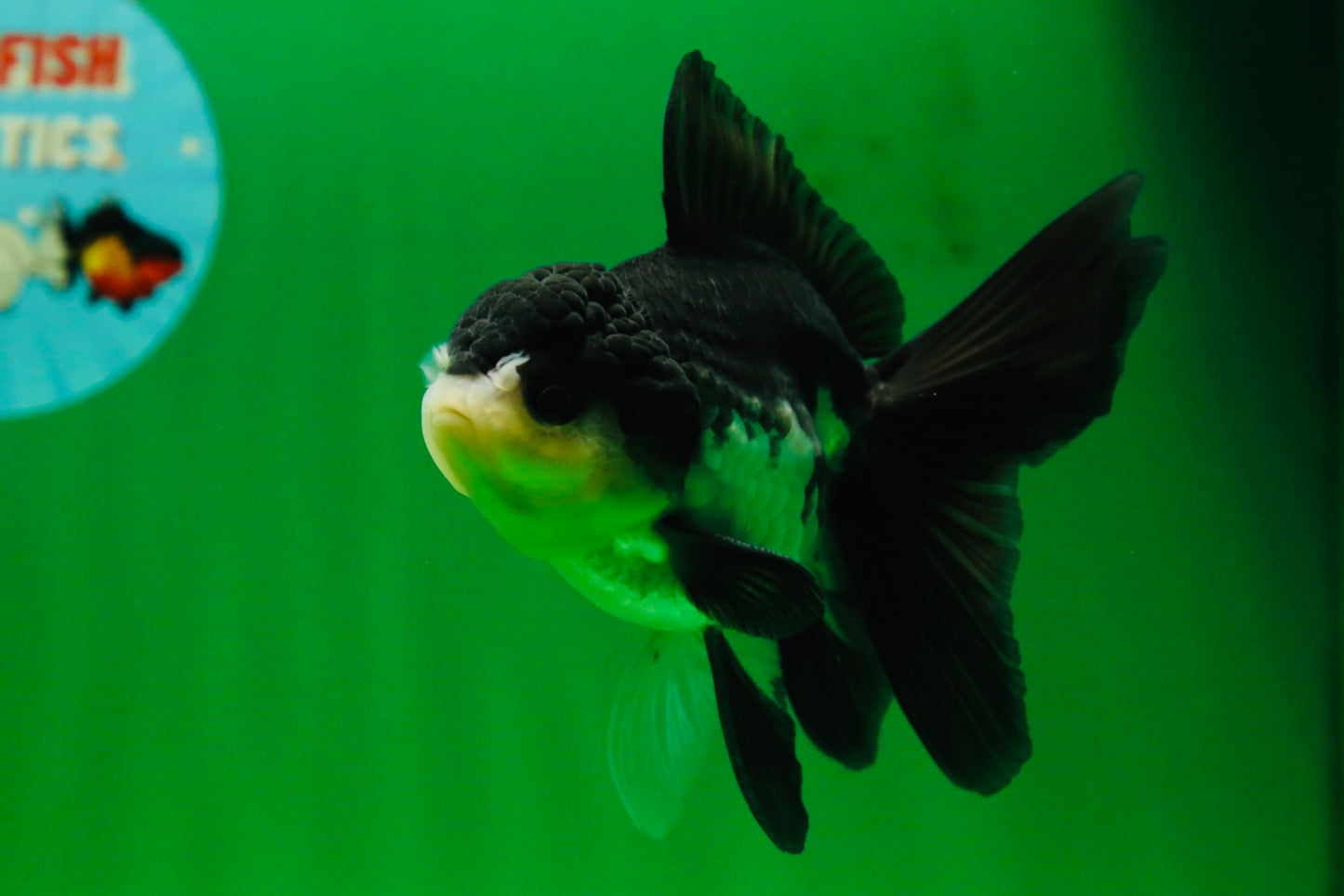 [SINGLE] Panda Oranda Male 4.5 inches #080825SO_10
