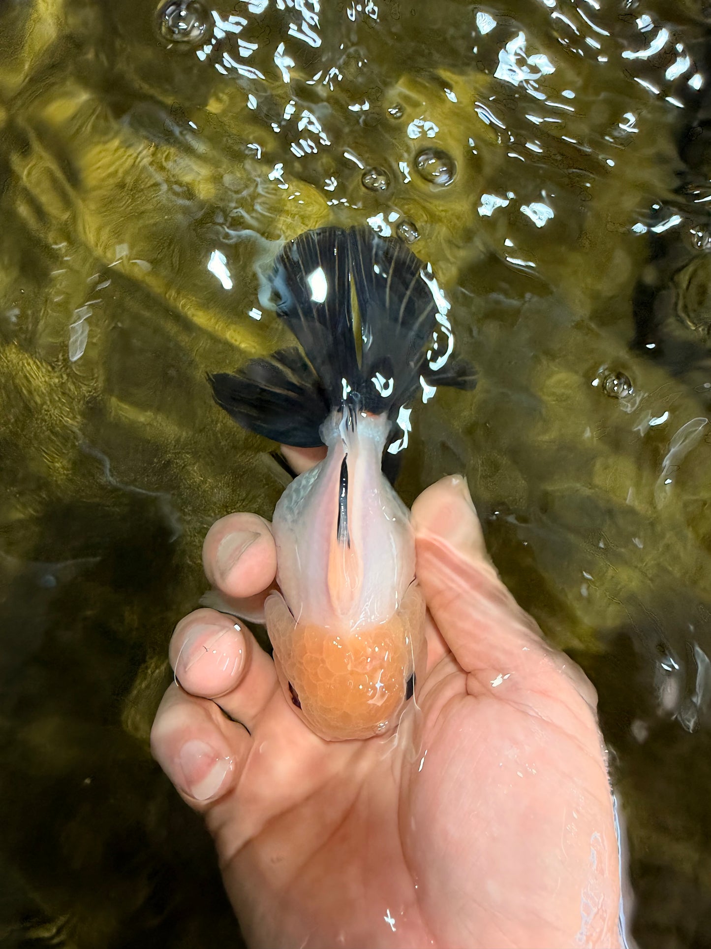 [SINGLE] Panda Button Eyes Oranda Male 4.5 inches #032026SO_10