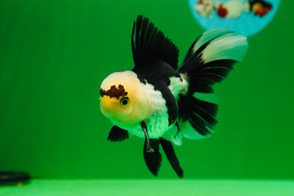 [SINGLE] Panda Male Oranda 4.5 inches #080125SO_09