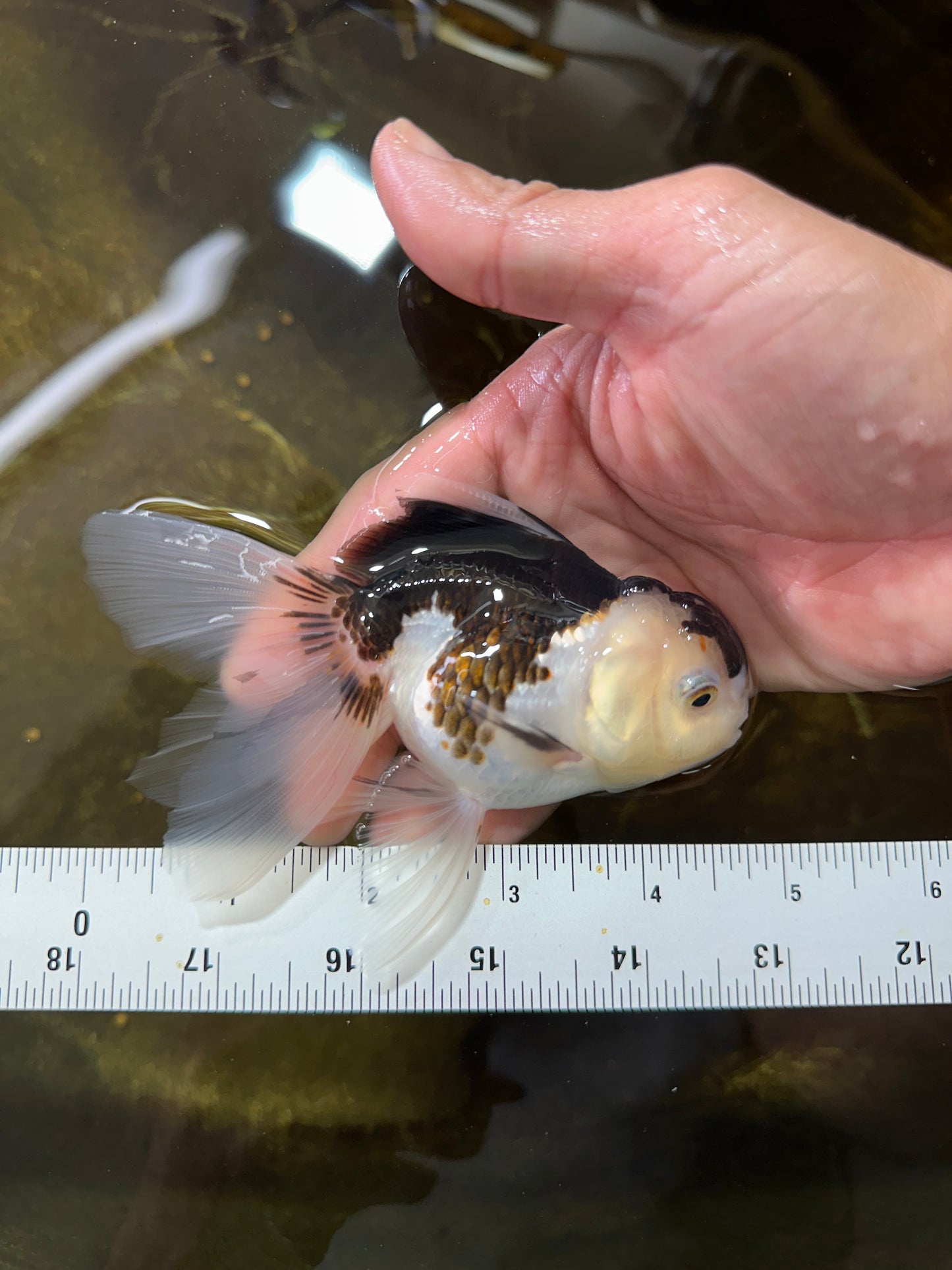 [SINGLE] Panda Oranda Female 4.5 inches #081525SO_11