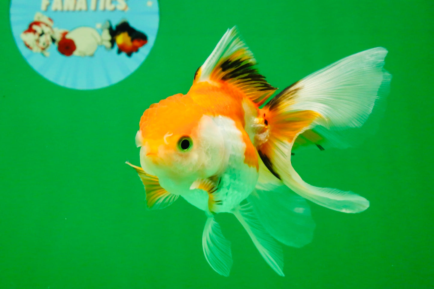 [SINGLE] Tricolor Oranda Male 4-4.5 inches #111425SO_01