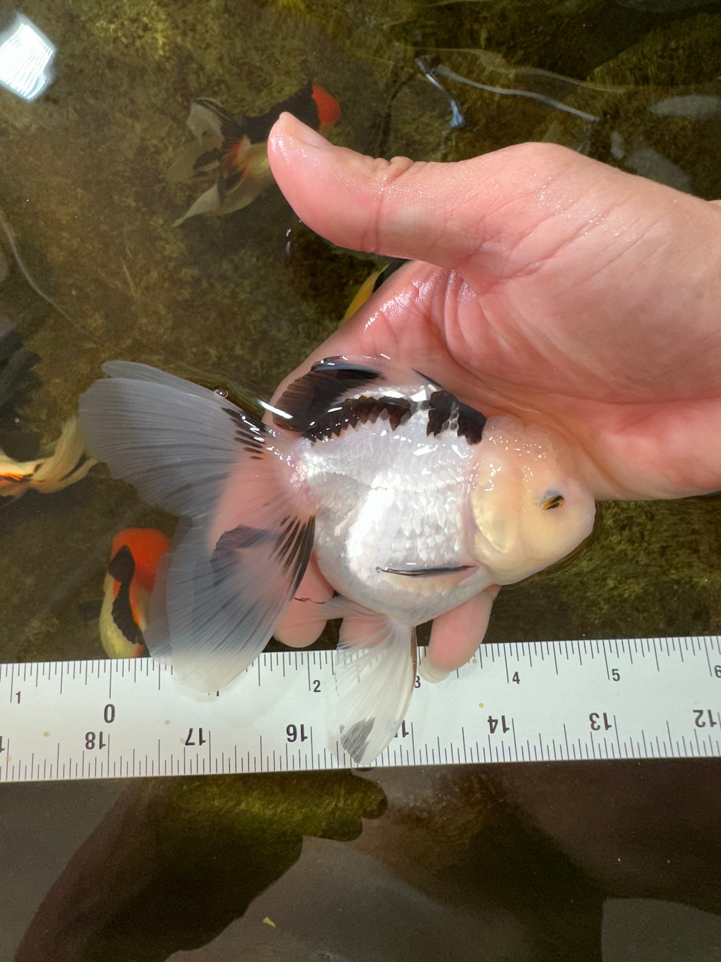 [SINGLE] Panda Oranda Female 4.5-5  inches #080825SO_02