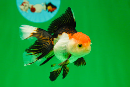 [SINGLE] Tricolor Female Oranda 4.5 inches #080125SO_01