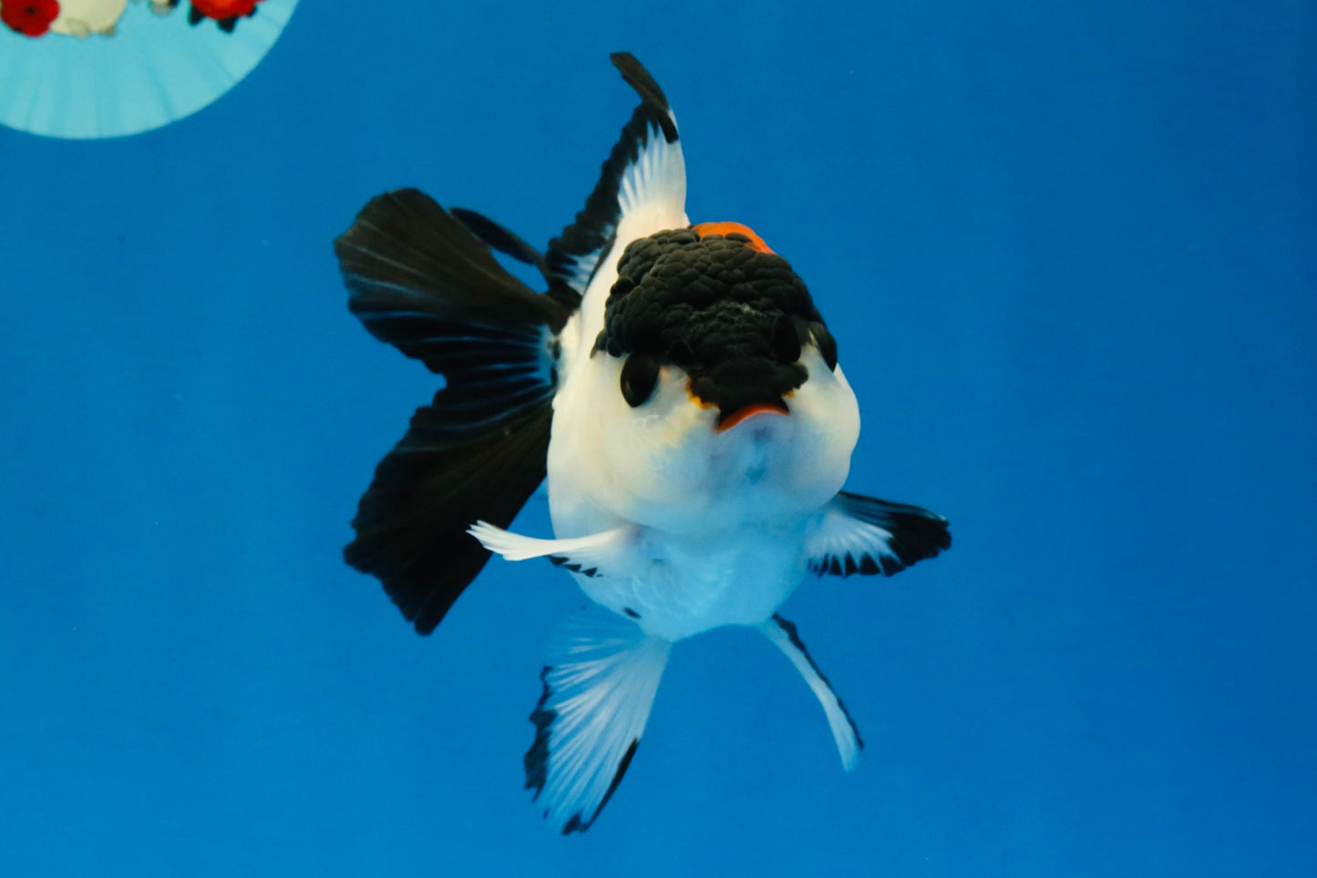 [SINGLE] Tricolor Oranda Female 4-4.5 inches #041026SO_05