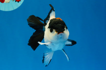 [SINGLE] Tricolor Oranda Female 4-4.5 inches #041026SO_05
