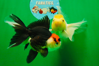 [COUPLE] Lemonhead Male & Tricolor  Female 4.5-5 inches #091925CO_04