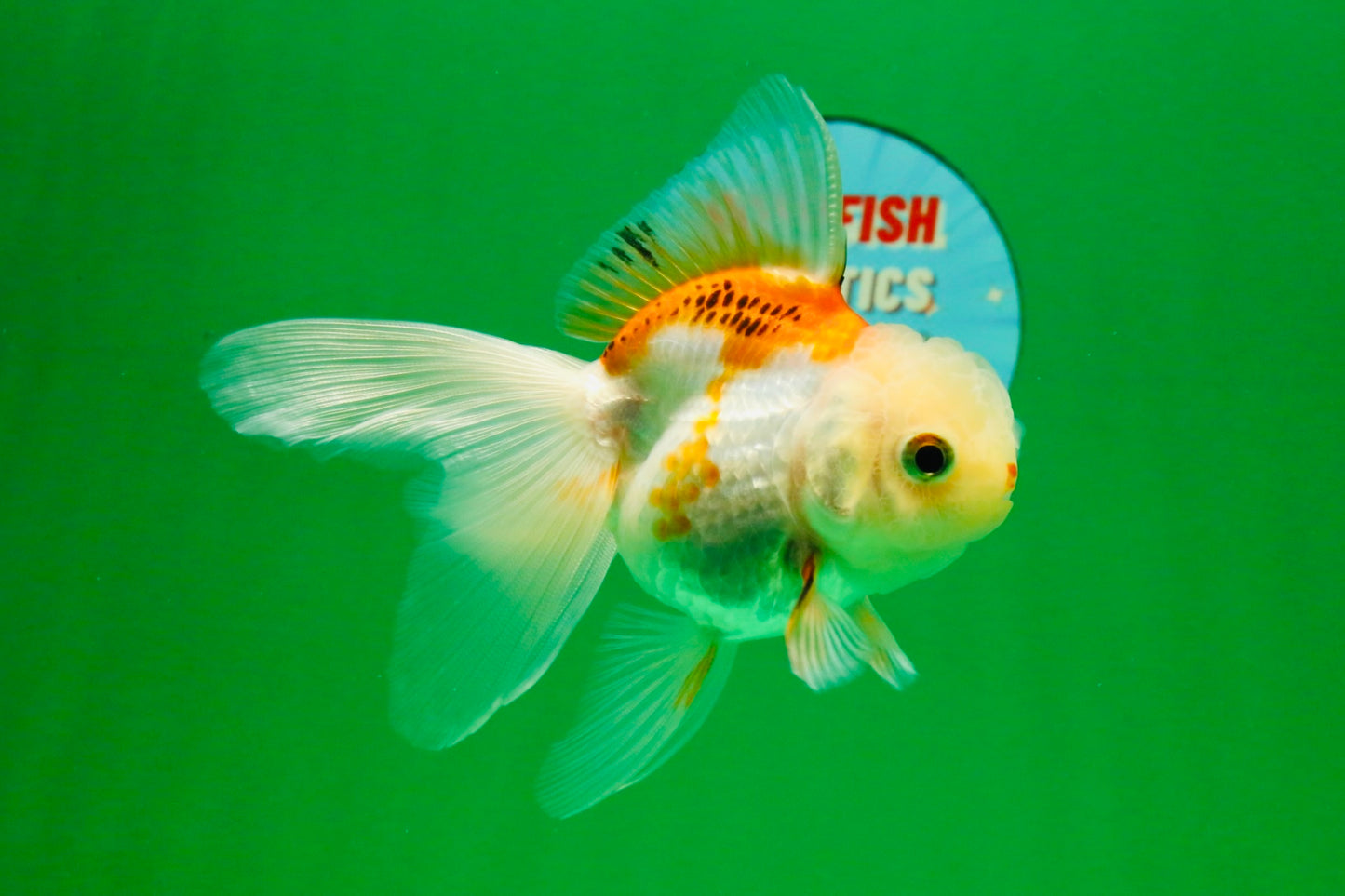 [SINGLE] Orange White Oranda Female 4-4.5 inches #111425SO_06