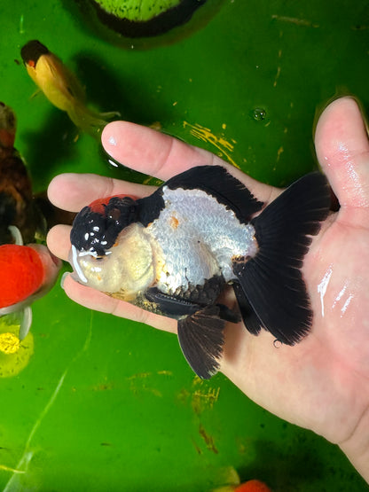 [SINGLE] Oranda tricolor macho de 4 pulgadas #110824SGO_21