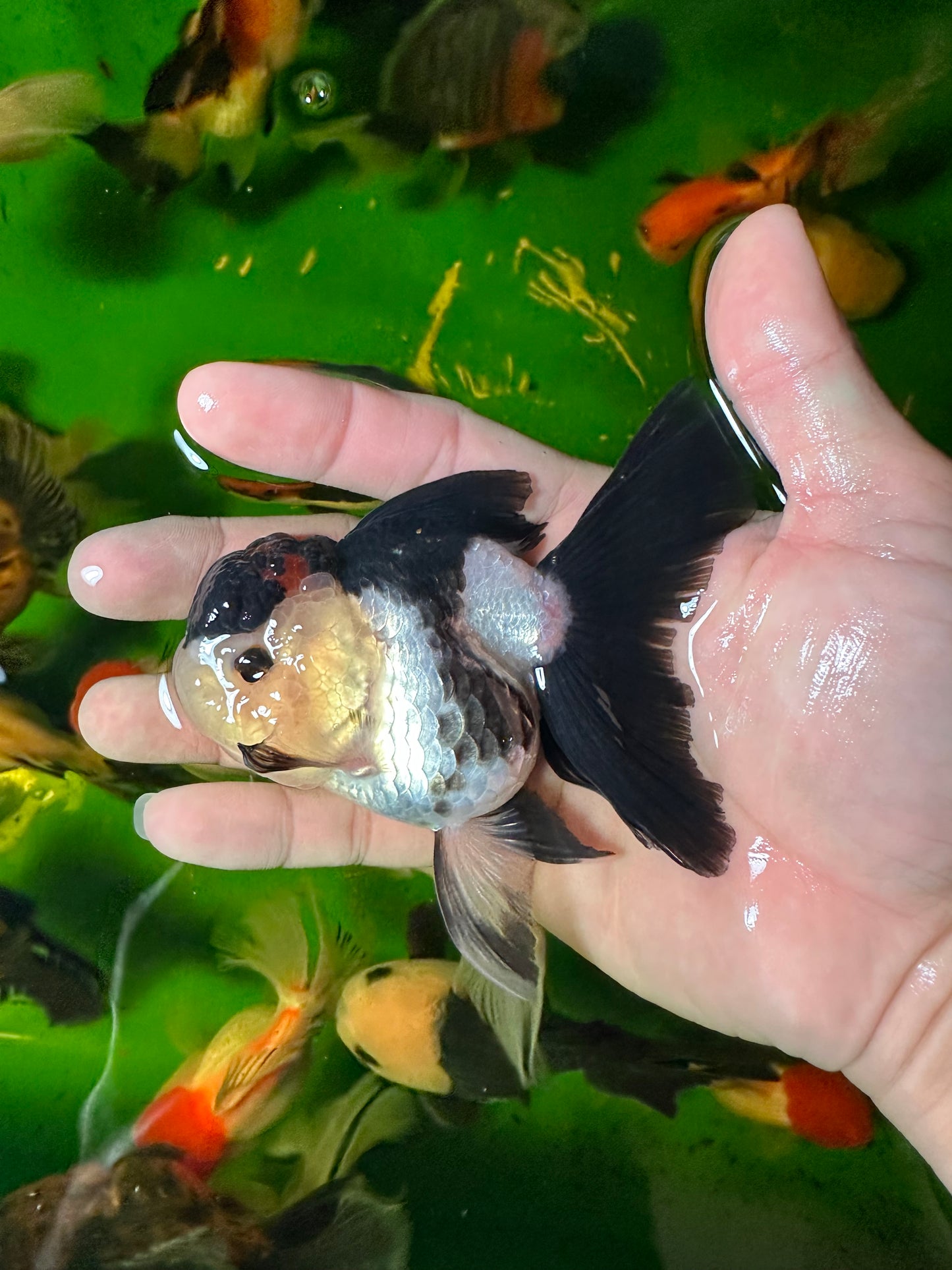 [COUPLE] - Lemonhead & Tricolor Oranda 4 inches #110824CO_17