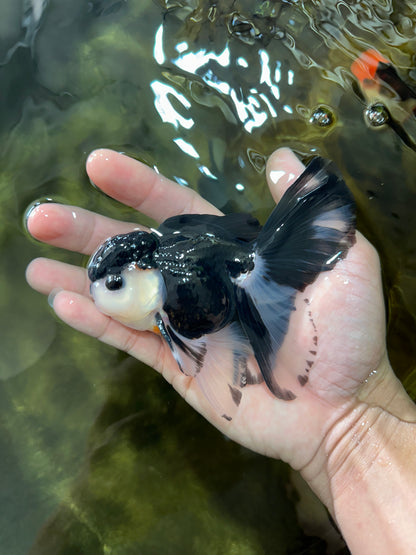 [SINGLE] Panda Button Eyes Oranda Male 4.5 inches #080825SO_06