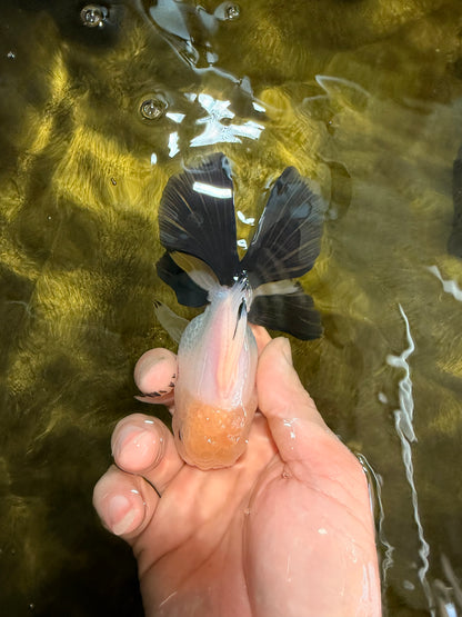 [SINGLE] Panda Button Eyes Oranda Male 4.5 inches #032026SO_08