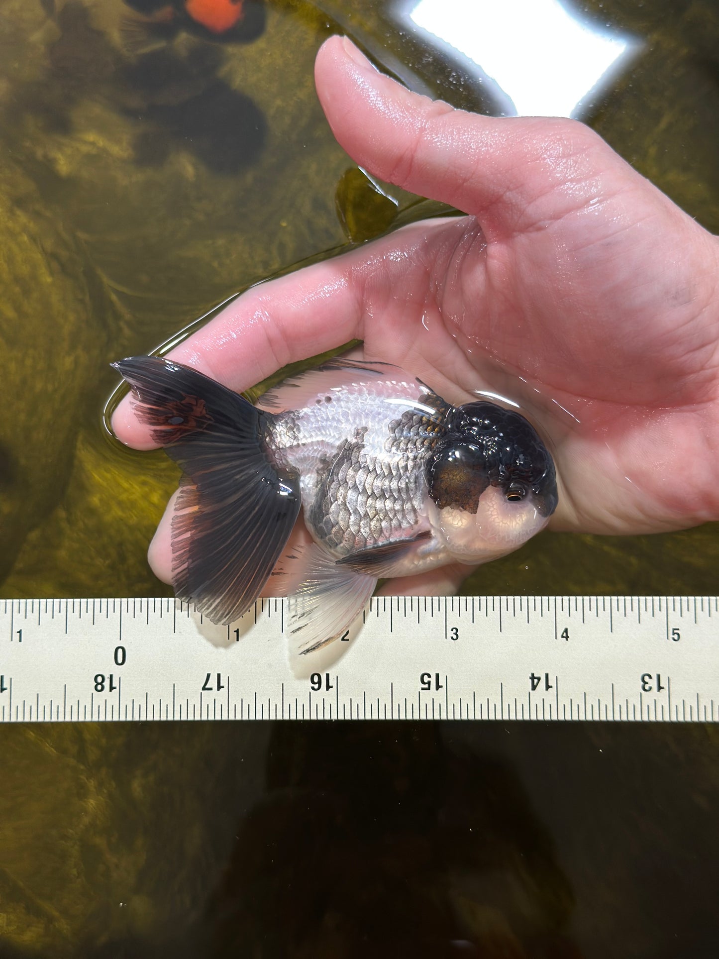 [SINGLE] Panda Oranda Male 4 inches #013125SO_18