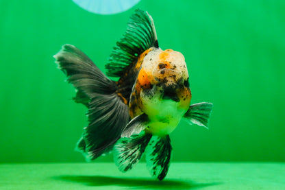 [SINGLE] Calico Kirin Male Oranda 5 inches #080125SO_06
