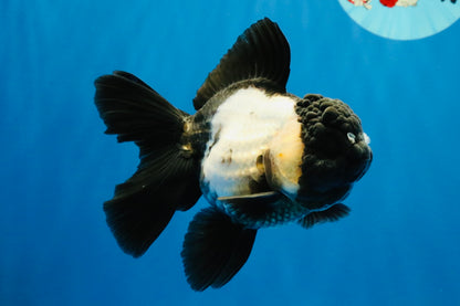 [SINGLE] Panda Oranda Female 4.5-5 inches #040326SO_01