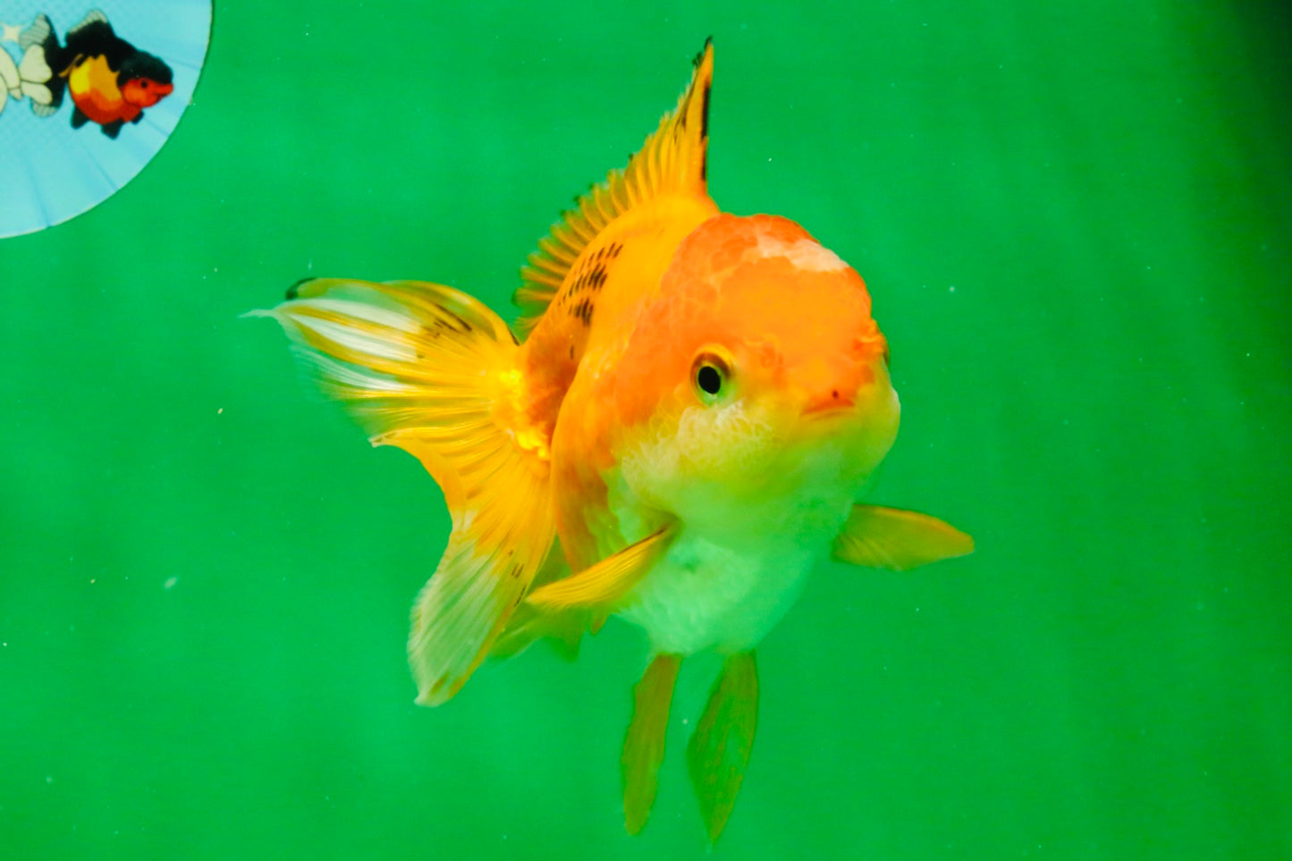 [SINGLE] Orange Female 4.5 inches #103125SO_04