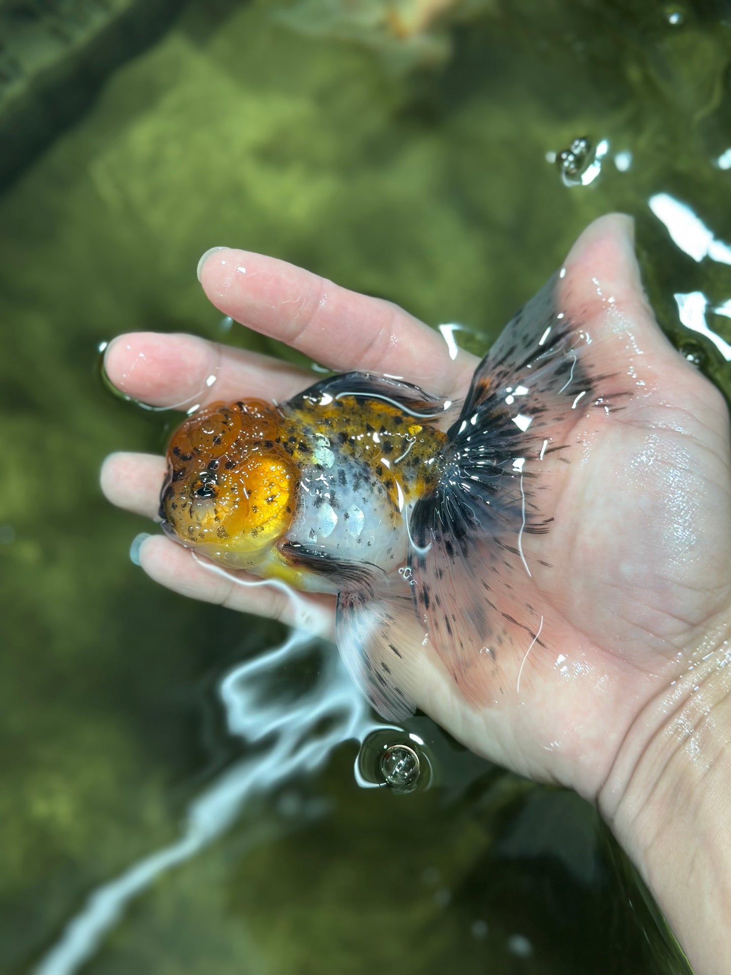 [SINGLE] Calico Oranda Male 4.5 inches #01102025SO_09