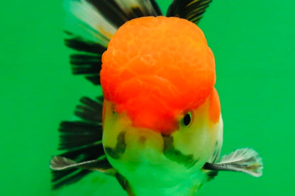 [SINGLE] Tricolor Male Oranda 4.5-5 inches #080125SO_13
