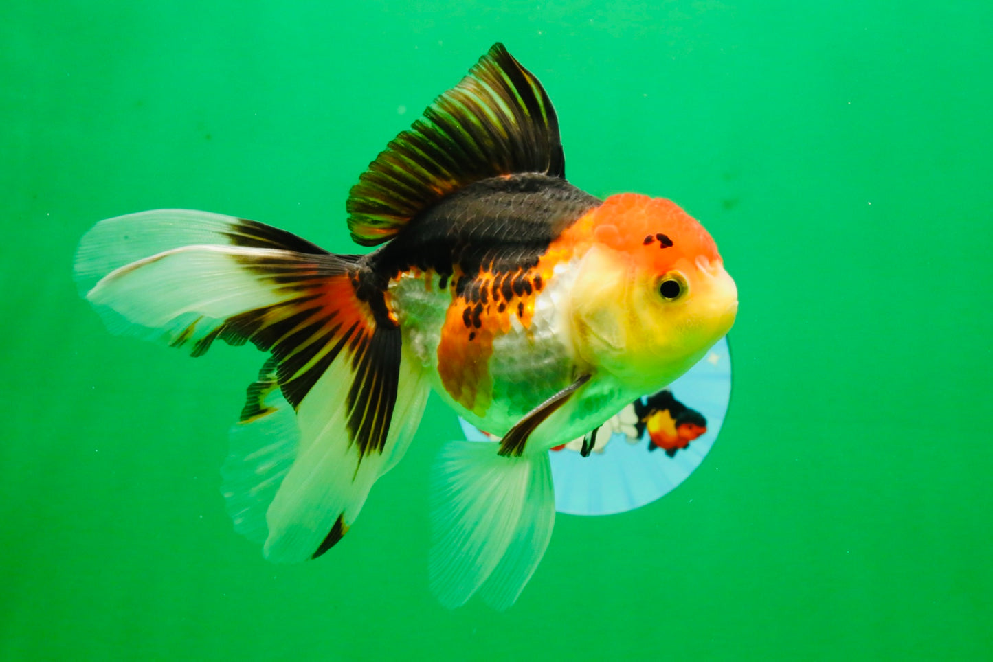 [SINGLE] Tricolor Male 5 inches #103125SO_05