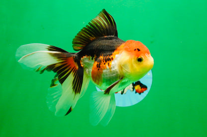 [SINGLE] Tricolor Male 5 inches #103125SO_05