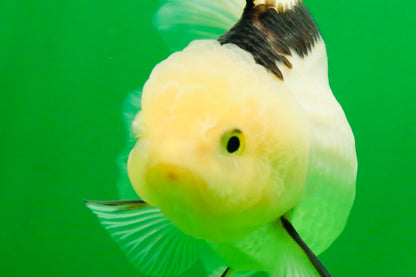 [SINGLE] Panda Oranda Female 4.5-5  inches #080825SO_02