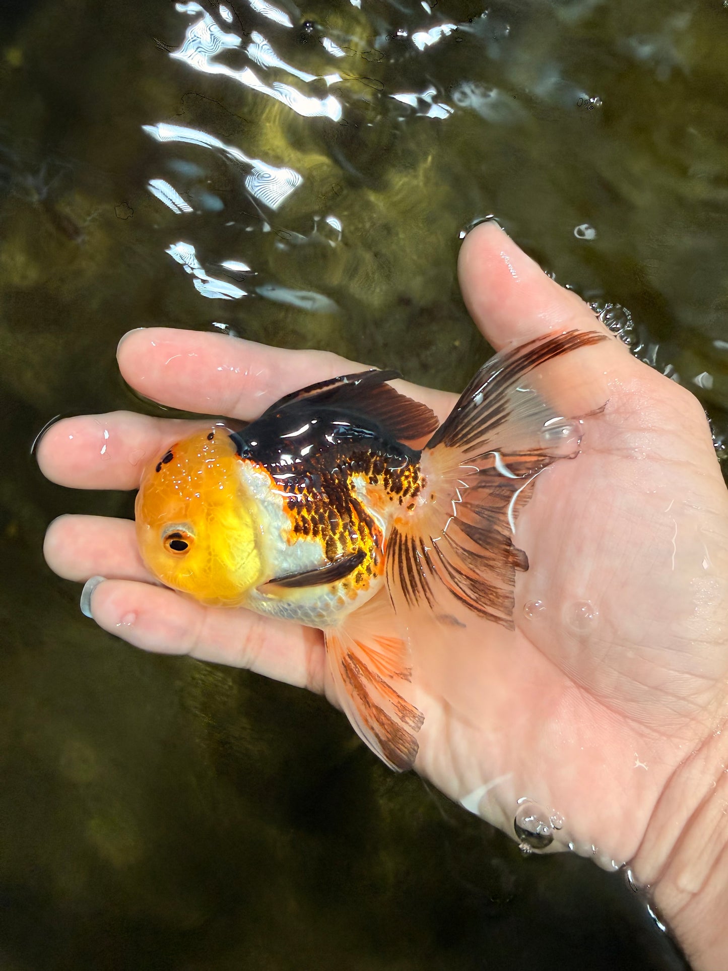 [SINGLE] Tricolor Male 4-4.5 inches #103125SO_03