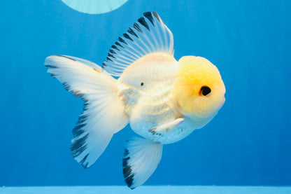 [SINGLE] Tricolor Oranda Male 4.5-5 inches #030626SO_05