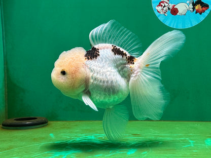 [SINGLE] Tricolor Oranda Female 4.5 inches #060625SO_06