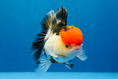 [SINGLE] Tricolor Oranda Female 4-4.5 inches #041026SO_01
