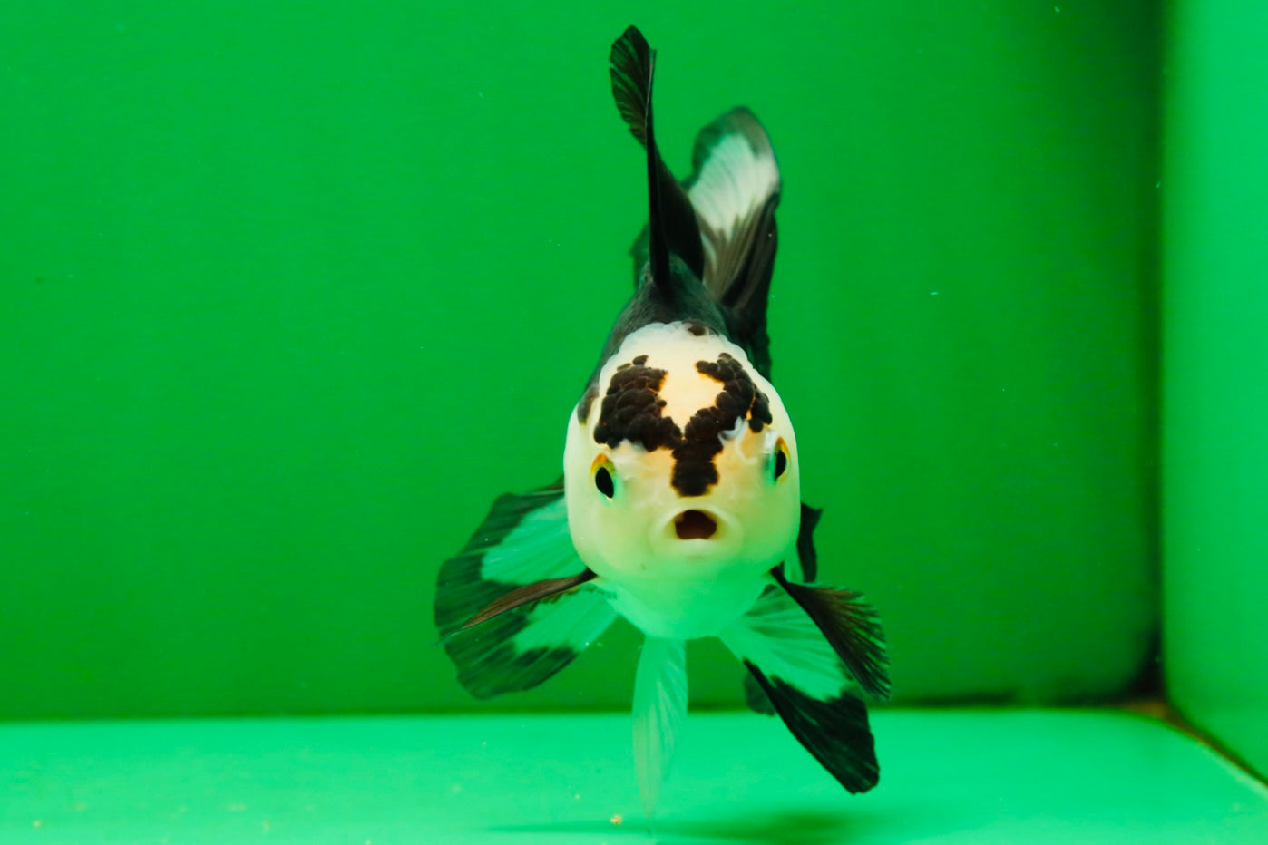 [COUPLE] Tricolor Male & Panda Female Oranda 4.5 inches #101025CO_02