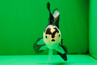 [COUPLE] Tricolor Male & Panda Female Oranda 4.5 inches #101025CO_02