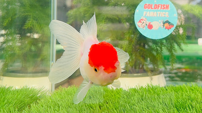 [SINGLE] Red Cap Oranda Female size 4.5 inches #112224SO_14