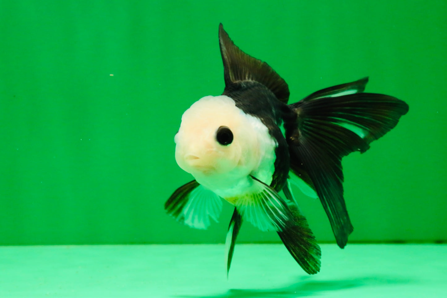[SINGLE] Panda Button Eyes Oranda Female 4-4.5 inches #111425SO_07