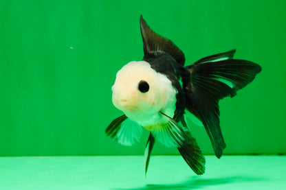 [SINGLE] Panda Button Eyes Oranda Female 4-4.5 inches #111425SO_07